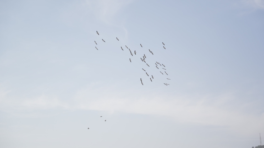 Pelicans fly in formation in the blue sky during migration season in Israel. Flying over Hula Valley nature reserve. Great white pelican bird flapping their black and white wings with long beaks | Shutterstock HD Video #1091671313