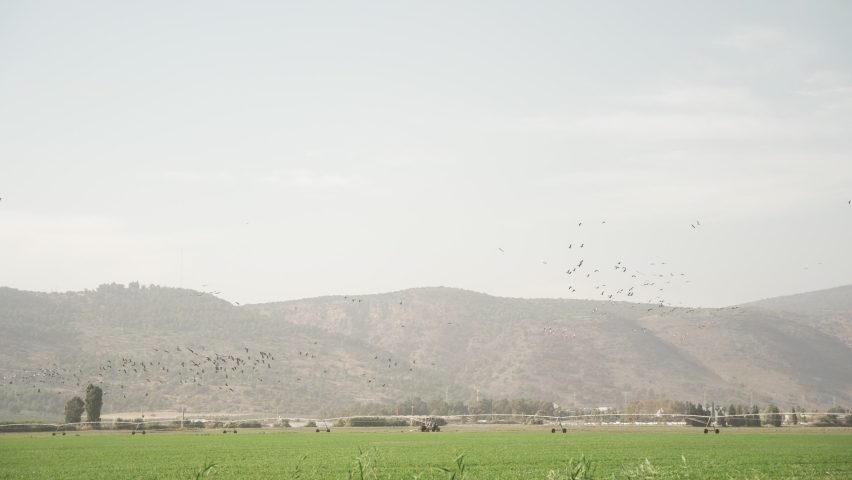 Flocks of white storks flying over green farms and agricultural fields and land. Migration of birds passing through Israel in Hula Valley looking for warm climate during migration season | Shutterstock HD Video #1091671317