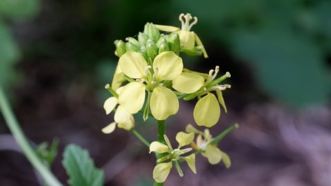 White mustard or Sinapis alba yellow flowers