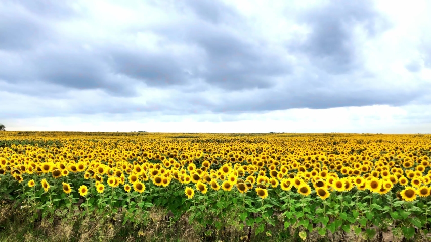 Field of yellow sunflower flowers against a background of clouds. The agricultural industry, production of sunflower oil | Shutterstock HD Video #1091672383