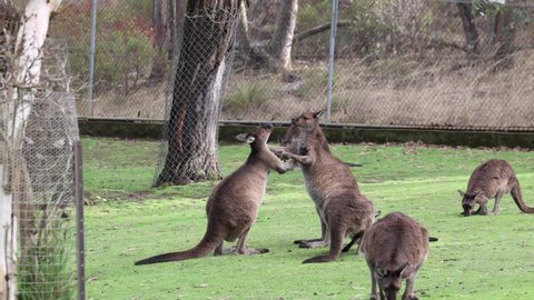 Big Grey Kangaroo Lying Down Wildlife Stock Footage Video (100% Royalty ...