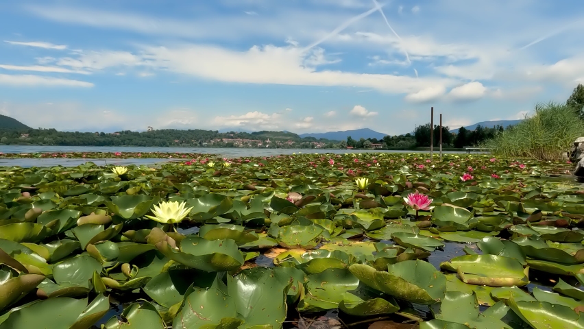 Summer Landscape with Water Lilies in Bloom - 5K