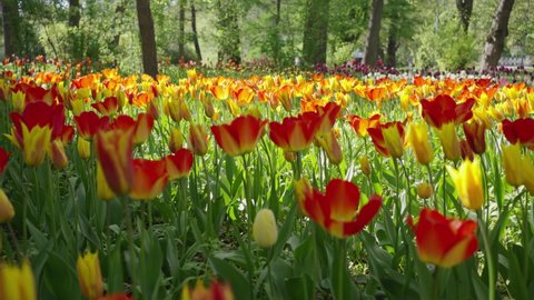 Bright orange and yellow tulips with green leaves grow on city park flowerbed against lush trees. Beautiful flowers bloom on sunny spring day closeup
