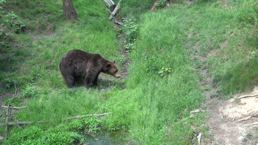 Brown bear (Ursus arctos) in the forest | Shutterstock HD Video #1091674495