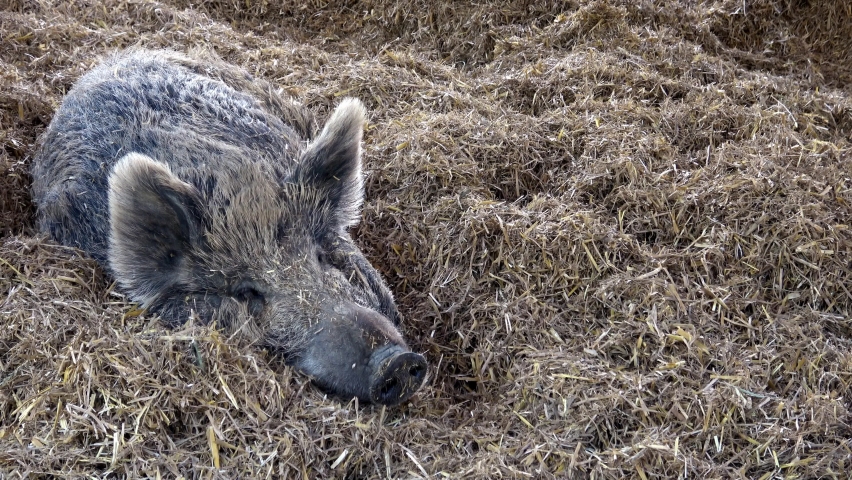 Wild boar (Sus scrofa) resting on a straw | Shutterstock HD Video #1091674513