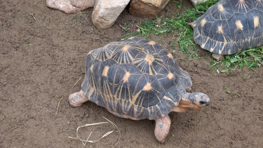 Madagascar tortoise (Pyxis arachnoides) .Tortoises eat grass | Shutterstock HD Video #1091674527