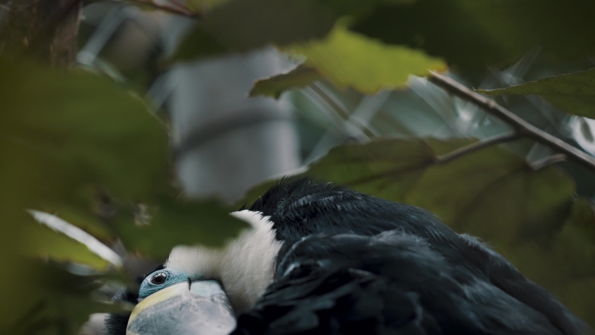Channel-billed Toucan Sitting In Tree Branch Behind Green Leaves In Southern Brazil. Close Up