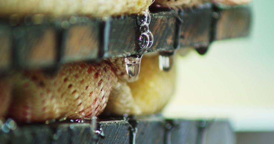 press crushes apples, juice drips, close-up of thick drops, production