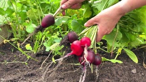 Person harvesting radishes from a veggie bed. lose-up of women hands harvesting radishes in garden