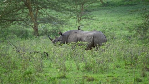 Black Rhinoceros or Hook-lipped Rhinoceros - Diceros bicornis, native to eastern and southern Africa, walking on the green grass with bushes and the road, side view and face to face view, portrait.