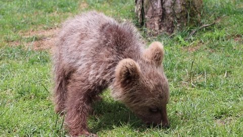 Grizzly bear cub searching food in the grass