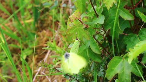 Female Brimstone Butterfly Rejecting a Male Attempting to Mate
