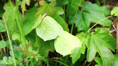 Female Brimstone Butterfly Rejecting a Male Attempting to Mate