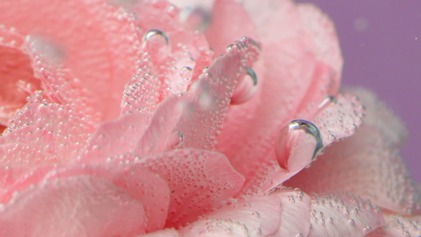 Bubbles on rose under water. Stock footage. Delicate rose petals with bubbles or drops. Pink rose with refreshing bubbles on petals in clear water Royalty-Free Stock Footage #1091686713
