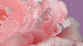 Bubbles on rose under water. Stock footage. Delicate rose petals with bubbles or drops. Pink rose with refreshing bubbles on petals in clear water - Powered by Shutterstock - Get 15% off with code: PIKWIZARD15