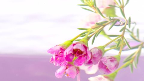 Bouquet in water on isolated background. Stock footage. Beautiful branch with flowers in clear water. Delicate flowers on branch under water on isolated background