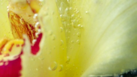 Bubbles in flower petals under water. Stock footage. Close-up of refreshing bubbles moving in petals of flower. Bright yellow flower in clear water with bubbles. Perfumes and fragrances
