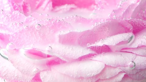 Close-up of mist on rose. Stock footage. Delicate rose petals with bubbles and ink. Delicate ink moves among rose petals under water
