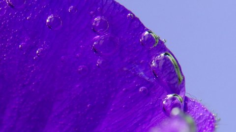 Close-up on bright flower petals bubbles. Stock footage. Oxygen bubbles on edges of petals. Beautiful bubbles on bright flower petals under water