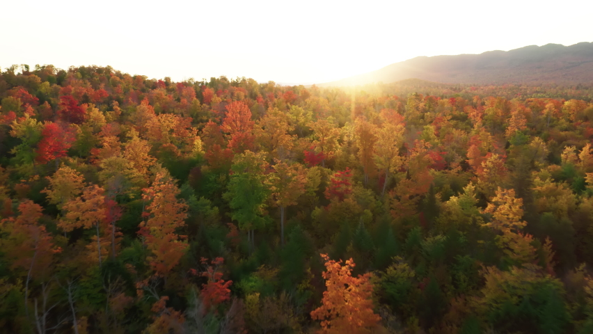 Aerial drone beautiful fall foliage forest on mountain hills. Last rays of golden glowing sunset hit cinematic red yellow tree crowns. First rays of rising golden sun shining on colorful greenwoods.  Royalty-Free Stock Footage #1091688565