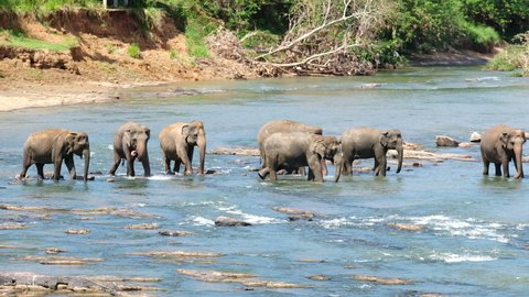 Pinnawala, Sri Lanka - January 7, 2022: Herd of Young elephants walking by mountain river water. Sri Lankan elephant is a subspecies of the Asian elephant Pinnawala Elephant Orphanage, Sri LAnka.
