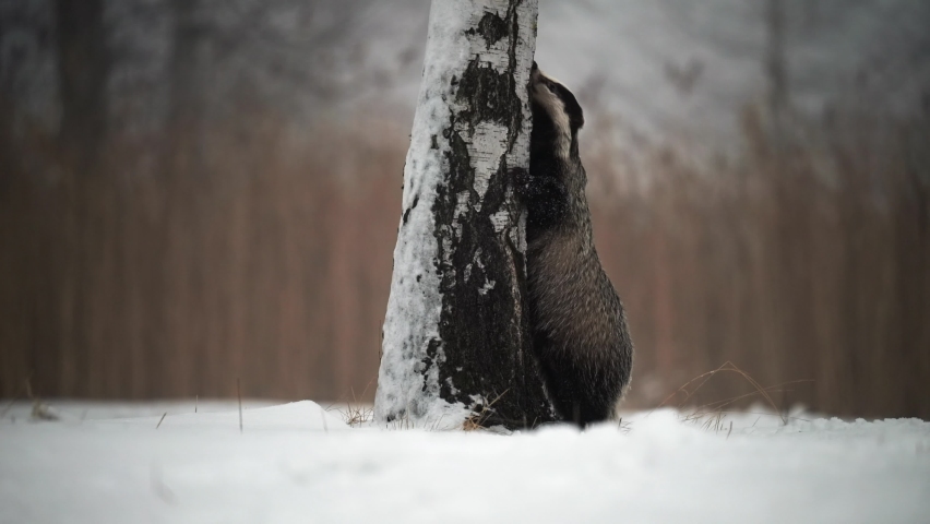 The European badger (Meles meles) looking for food by a tree, in a meadow covered with snow, sniffing and watching the surroundings. Royalty-Free Stock Footage #1091694685