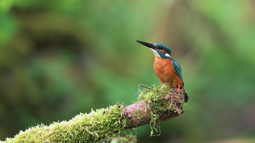 A beautiful common kingfisher (Alcedo atthis) arrives on a perch overgrown with moss. A green forest can be seen in the background. Close up. | Shutterstock HD Video #1091694691