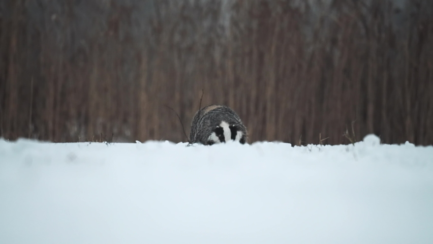 A strong and hungry badger (Meles meles) runs directly against the camera. There is snow on the ground, it is cold. Royalty-Free Stock Footage #1091694693
