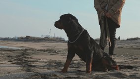 Cheerful funny big dog somersaults and fools around on a sandy beach near the blue sea with white waves and his young mistress, 4K UHD slow-motion video