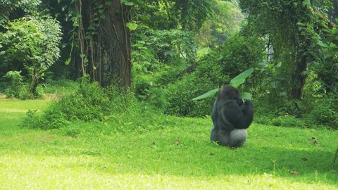 JAKARTA, INDONESIA - MAY ‎30, ‎2021: A male gorilla with a silver back eats an apple on a shady field of grass, Ragunan Zoo, Jakarta.