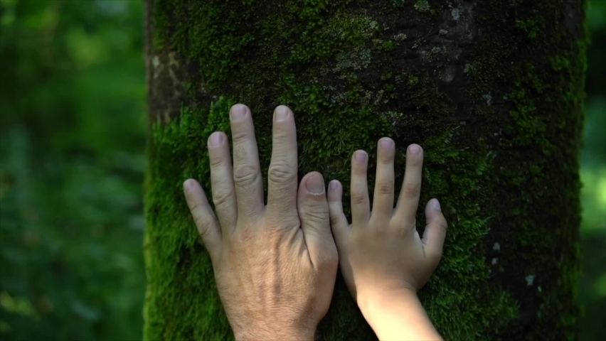 Father and son hands touching tree trunk covered with green moss in the woods. People in nature concept, safe earth, green planet. Forest trail, botanic garden with green plants. Relax in nature, love | Shutterstock HD Video #1091701025