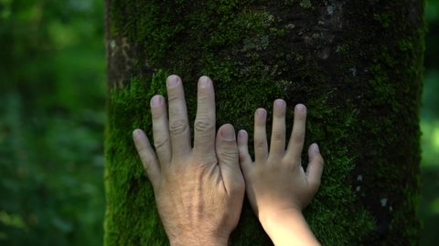 Father and son hands touching tree trunk covered with green moss in the woods. People in nature concept, safe earth, green planet. Forest trail, botanic garden with green plants. Relax in nature, love Video Stok
