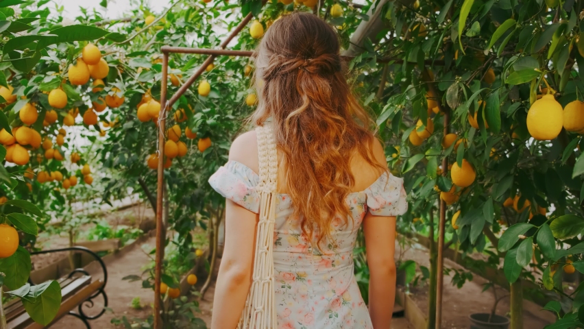 Back view happy young woman walks in natural garden citrus green trees. Hand touches Fruits yellow ripe juicy lemons hang on branch. Girl blond turned away, bag plucked fruit. Concept harvesting crops Royalty-Free Stock Footage #1091707775