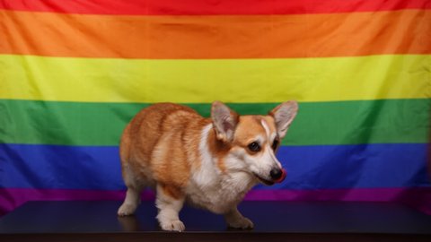 A happy corgi dog licks his face in front of a rainbow LGBT flag. Love of Animals. The concept of equality, happiness, freedom, love of a same-sex couple. 4K video.