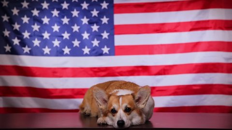 Corgi breed dog lies sad in front of American flag. Proud dog in front of the American flag on Independence Day, July 4. Concept of America.