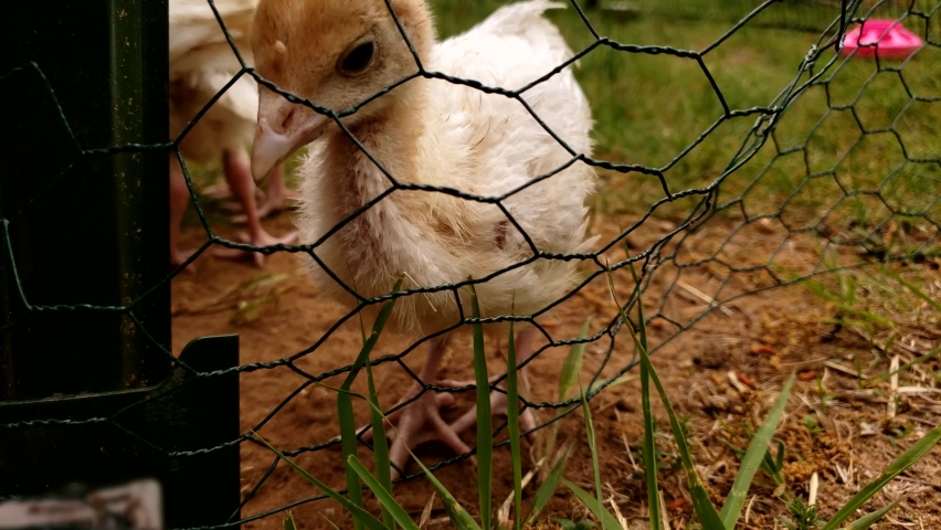 Turkey chick pecking through fence trying to find opening in net while held outdoor in enclosed.
