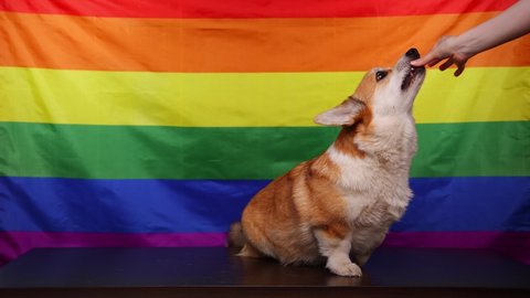Happy corgi dog eating in front of a rainbow LGBT flag. Love of Animals. The concept of equality, happiness, freedom, love of a same-sex couple. 4K video.