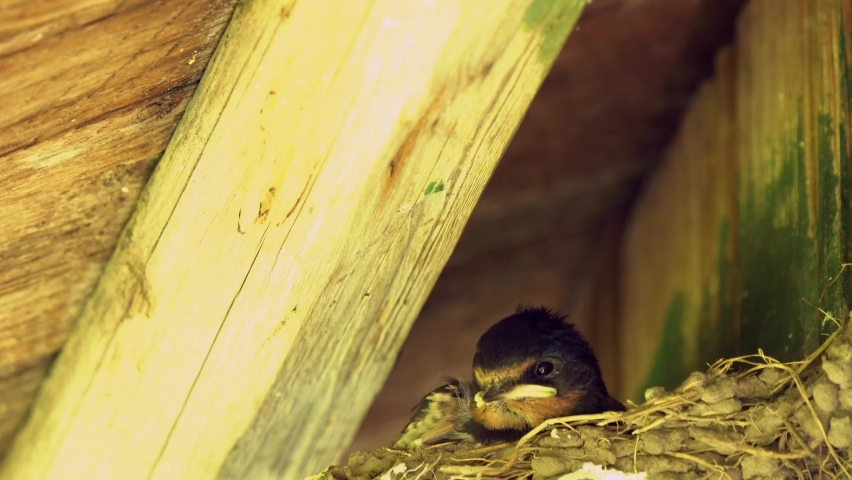 Barn swallow chick sits in a nest under the roof of a wooden rural house