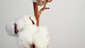 Branch of cotton with beautiful fluffy lush white flowers against a white wall. Natural organic cotton, vegetable fiber, delicate flowers, agriculture, raw materials for making fabric - Powered by Shutterstock - Get 15% off with code: PIKWIZARD15