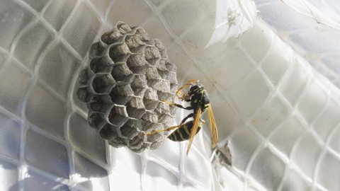close up detail shot of a black yellow wasp on vespiary wasps' nest 