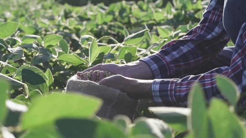 Freshly harvested soybean grains, close up hands of farmer shows soybeans in jute sack, slow motion Royalty-Free Stock Footage #1091714243