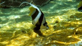 Undersea video of longfin bannerfish in beautiful coral reefs in Thailand. Group of striped sea fish on snorkeling or diving. Underwater video of wildlife deep ocean world. Save eco concept