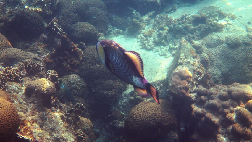 Underwater video of Titan Triggerfish or Balistoides viridescens in Gulf of Thailand. Giant tropical fish swimming among reef. Wild nature, sea life. Scuba diving or snorkeling.  Royalty-Free Stock Footage #1091716179