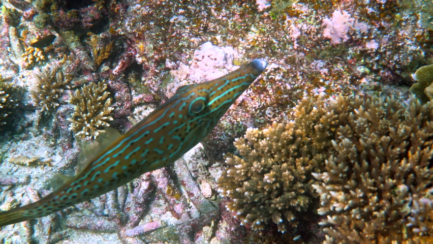 Underwater video of scrawled filefish or aluterus scriptus in Gulf of Thailand. Close up of beautiful tropical fish swimming among reef. Wild nature, sea life. Scuba diving or snorkeling. 