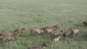 Wild Horses Running, Dust from under the hooves. Wild mustangs run on the beautiful green grass. Herd of horses, mustangs running on steppes aerial view. No color grading, 10 bit DJI DLog-M, 4K video