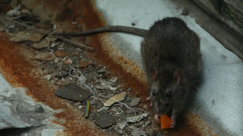 A rat in the city, crawls out of a hole and grabs food | Shutterstock HD Video #1091717757