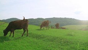 Male tourist with a backpack walks through a pasture with cows in the mountains