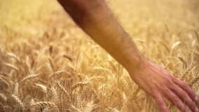 Cinematic Slow Motion Video Of Farmer Touching Wheat Ear With Palm Of The Hand. Farmer Walking Through Ripe Wheat Field And Checking His Crop Before The Harvest.