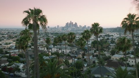Drone flying between tall green palm trees towards epic Los Angeles downtown view on cinematic sunset. Aerial skyscraper buildings seen in distance with palms on foreground with pink sky USA 库存视频
