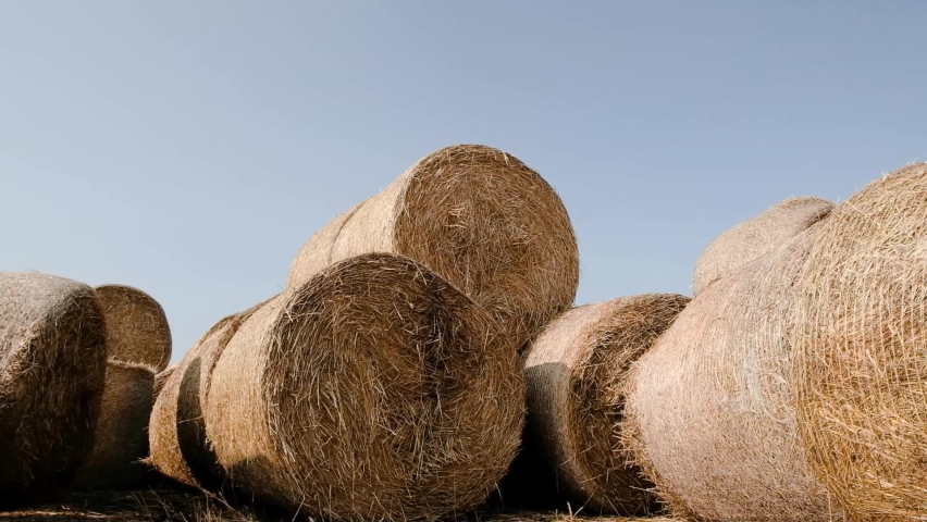 Hay bales are stack large stacks. Harvesting in agriculture. Hay bales straw storage shed full of bales hay on agricultural farm
